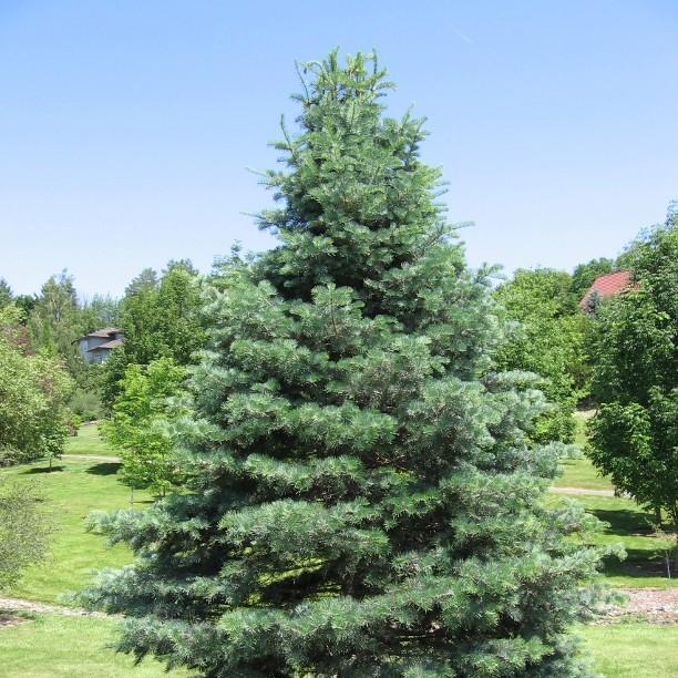 Abies concolour Archers Dwarf in the GardenTags plant encyclopedia White Fir Tree Archers Dwarf in the GardenTags plant encyclopedia