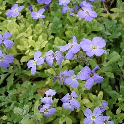 Aubrieta hybrida Royal Blue in the GardenTags plant encyclopedia Rock Cress Royal blue in the GardenTags plant encyclopedia