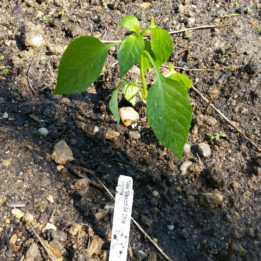 Capsicum Annuum New Mexico 6-4 in the GardenTags plant encyclopedia Chilli Pepper New Mexico 6-4 in the GardenTags plant encyclopedia