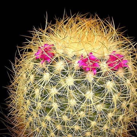 Mammillaria rhodantha in the GardenTags plant encyclopedia Rainbow Pincushion in the GardenTags plant encyclopedia