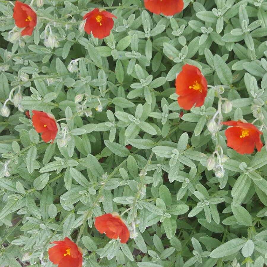 Helianthemum nummularium Henfield Brilliant in the GardenTags plant encyclopedia Rock Rose Henfield Brilliant in the GardenTags plant encyclopedia