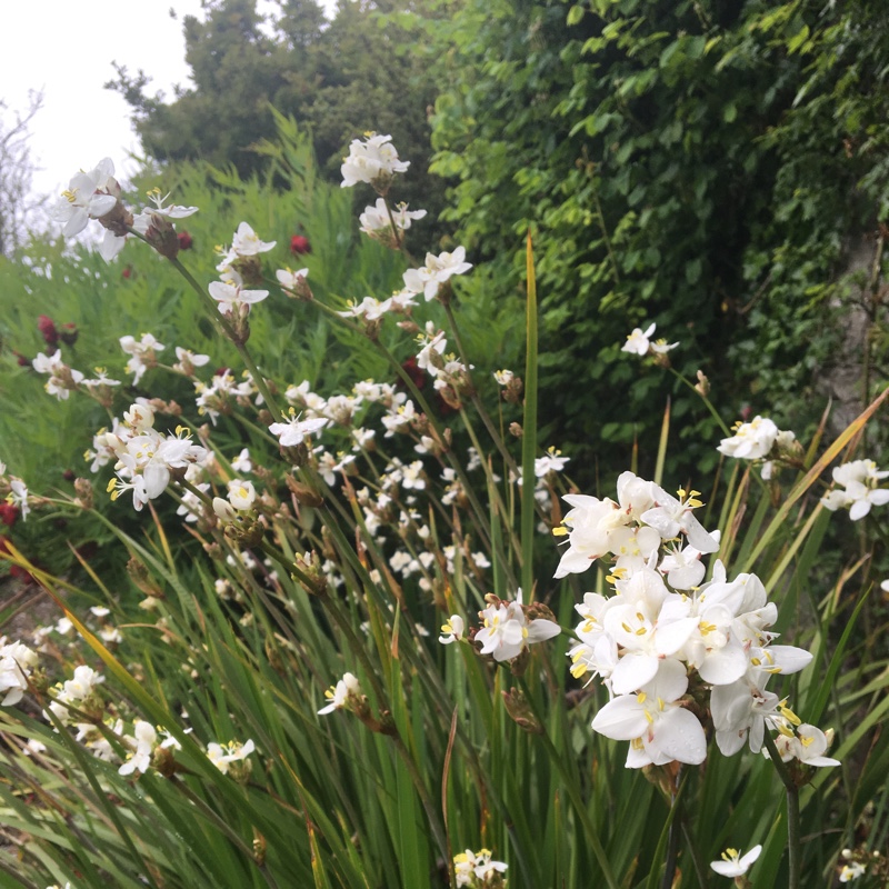 Libertia grandiflora in the GardenTags plant encyclopedia New Zealand Satin Flower in the GardenTags plant encyclopedia