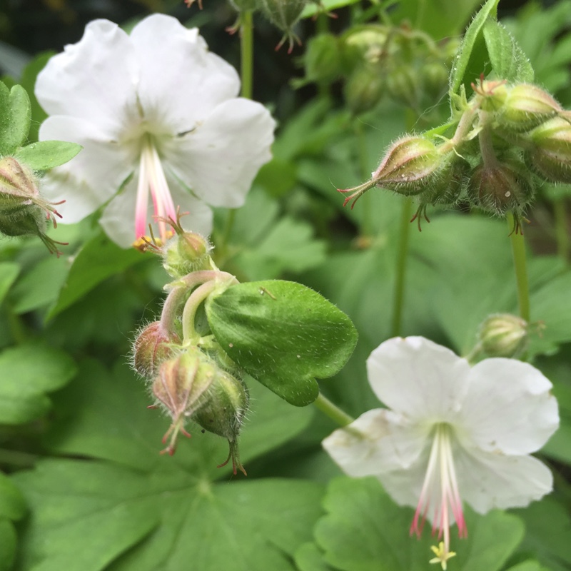 Geranium x cantabrigiense St Ola in the GardenTags plant encyclopedia Geranium St Ola in the GardenTags plant encyclopedia