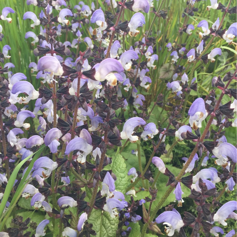 Salvia algeriensis in the GardenTags plant encyclopedia Algerian Salvia in the GardenTags plant encyclopedia