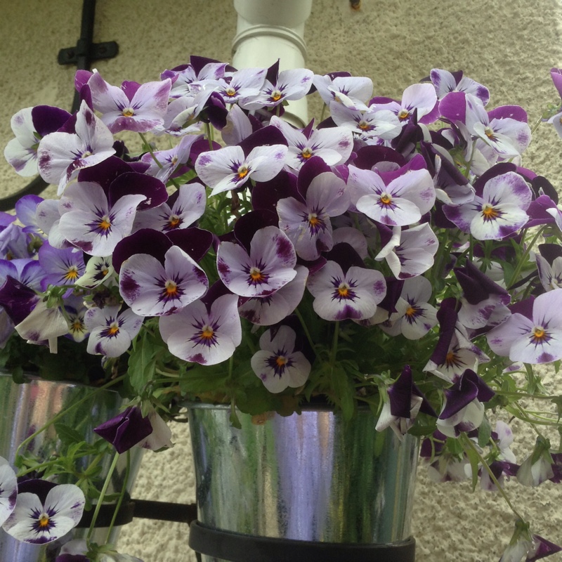Viola cornuta Rocky Mickey in the GardenTags plant encyclopedia Horned Pansy Rocky Mickey in the GardenTags plant encyclopedia
