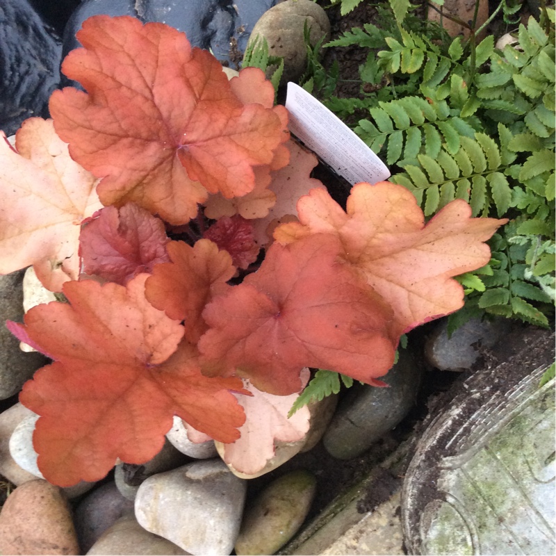 Heuchera Fire Alarm in the GardenTags plant encyclopedia Alumroot Fire Alarm in the GardenTags plant encyclopedia