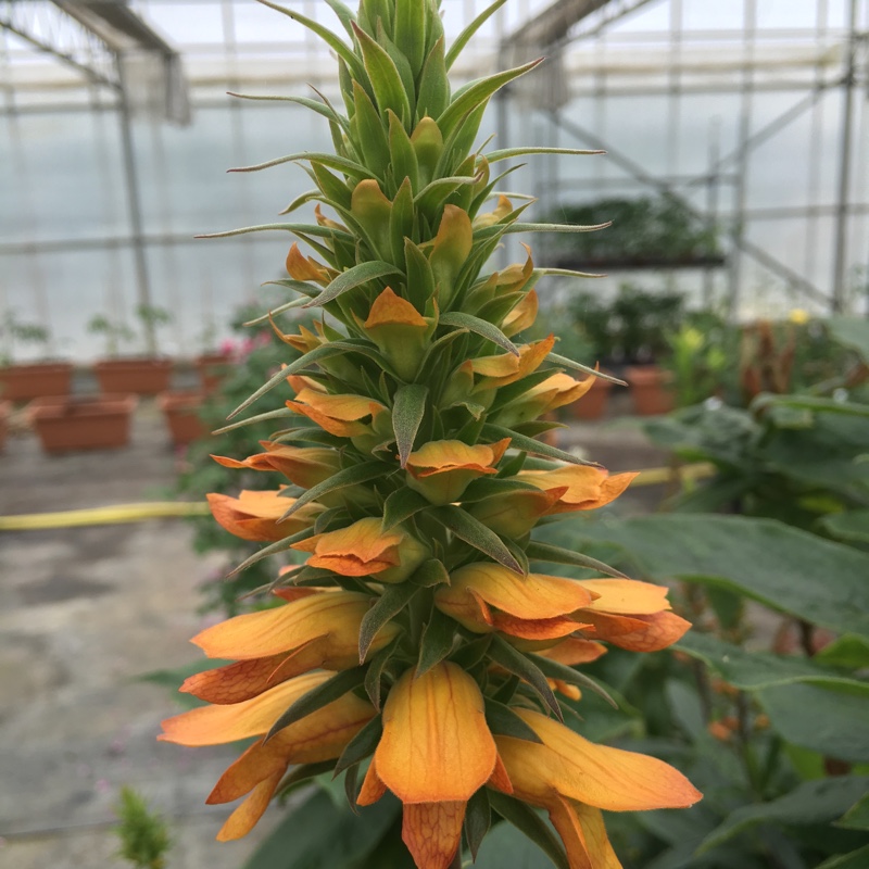 Isoplexis sceptrum in the GardenTags plant encyclopedia Giant Madeira Foxglove in the GardenTags plant encyclopedia