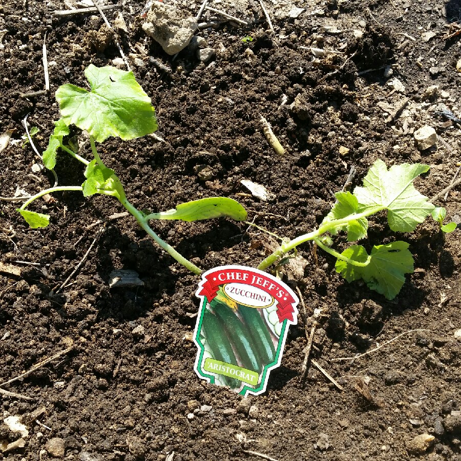 Zucchini Aristocrat in the GardenTags plant encyclopedia