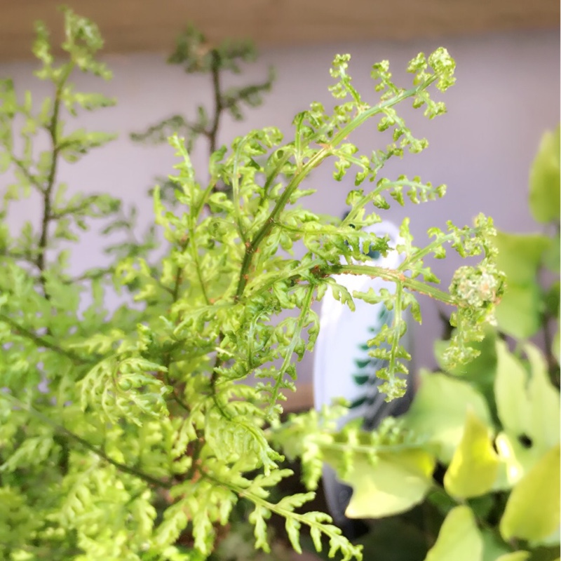 Dryopteris dilatata Lepidota Cristata in the GardenTags plant encyclopedia Broad Wood Fern in the GardenTags plant encyclopedia