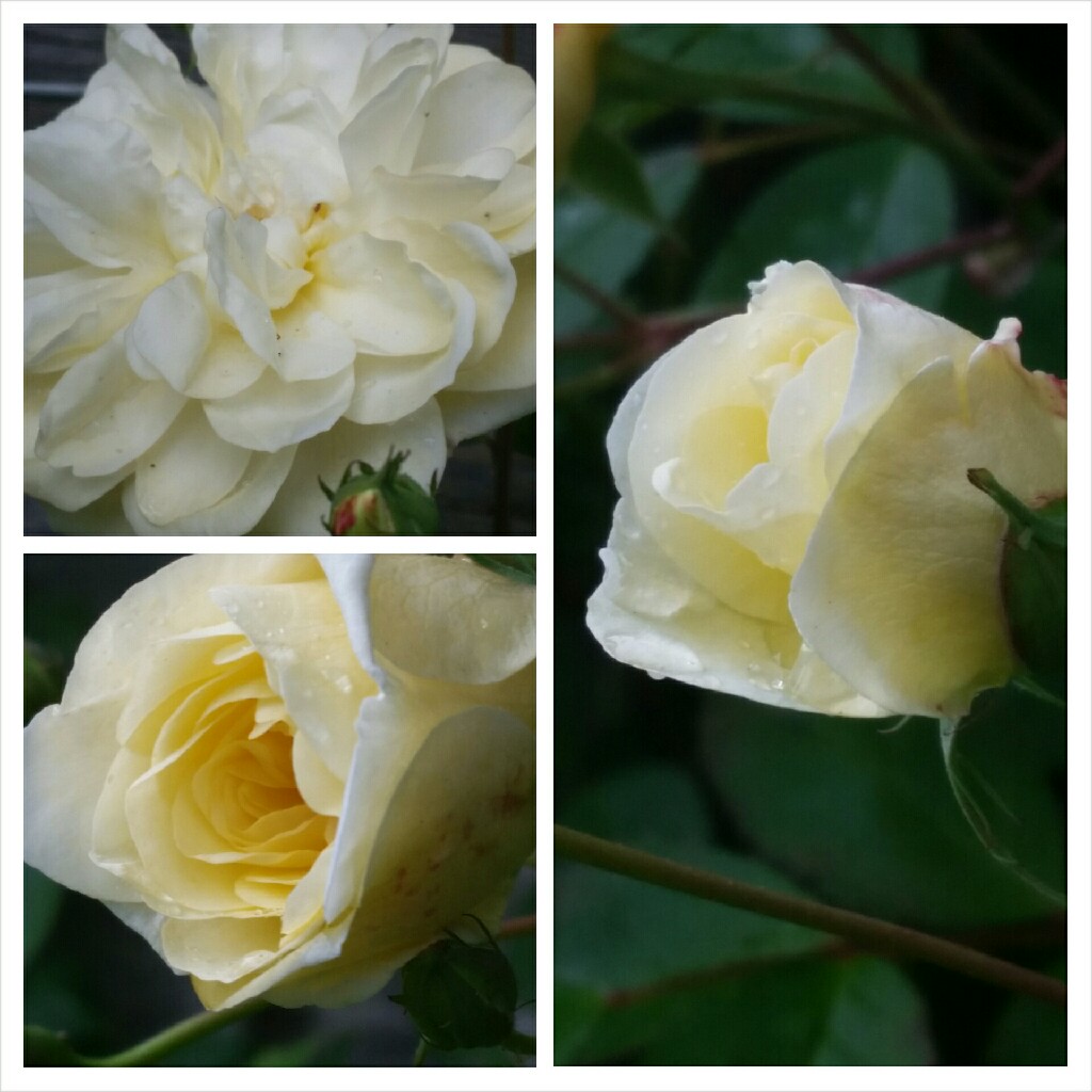 Rosa Auscanary syn. Rosa Malvern Hills in the GardenTags plant encyclopedia Rose Malvern Hills (Rambler) in the GardenTags plant encyclopedia
