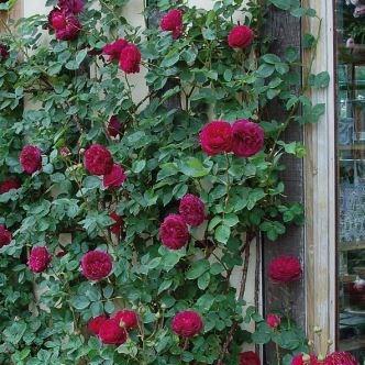 Rosa Falstaff in the GardenTags plant encyclopedia Rose Falstaff in the GardenTags plant encyclopedia