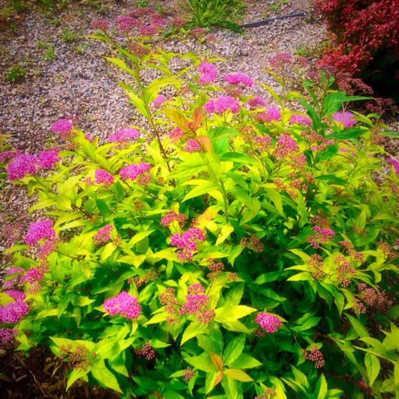 Spiraea japonica Goldmound in the GardenTags plant encyclopedia Spiraea Goldmound in the GardenTags plant encyclopedia
