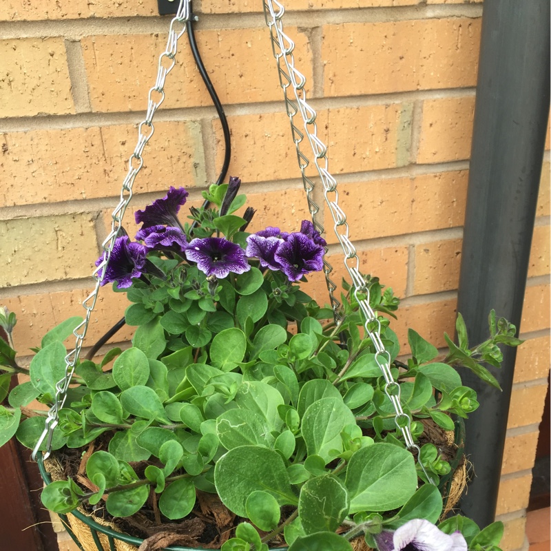 Petunia Surfinia Blue Vein in the GardenTags plant encyclopedia Trailing Petunia Blue Vein in the GardenTags plant encyclopedia