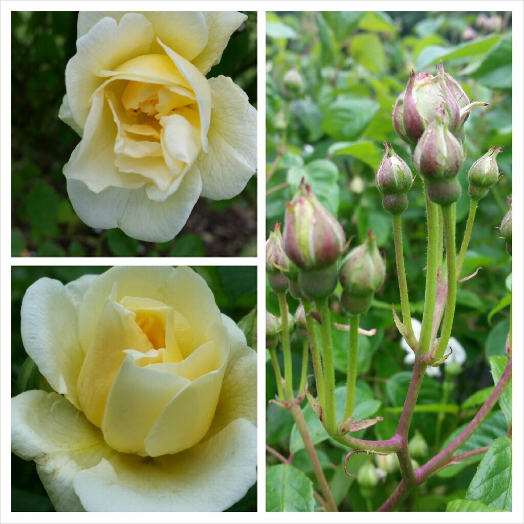 Old Rose Danae in the GardenTags plant encyclopedia