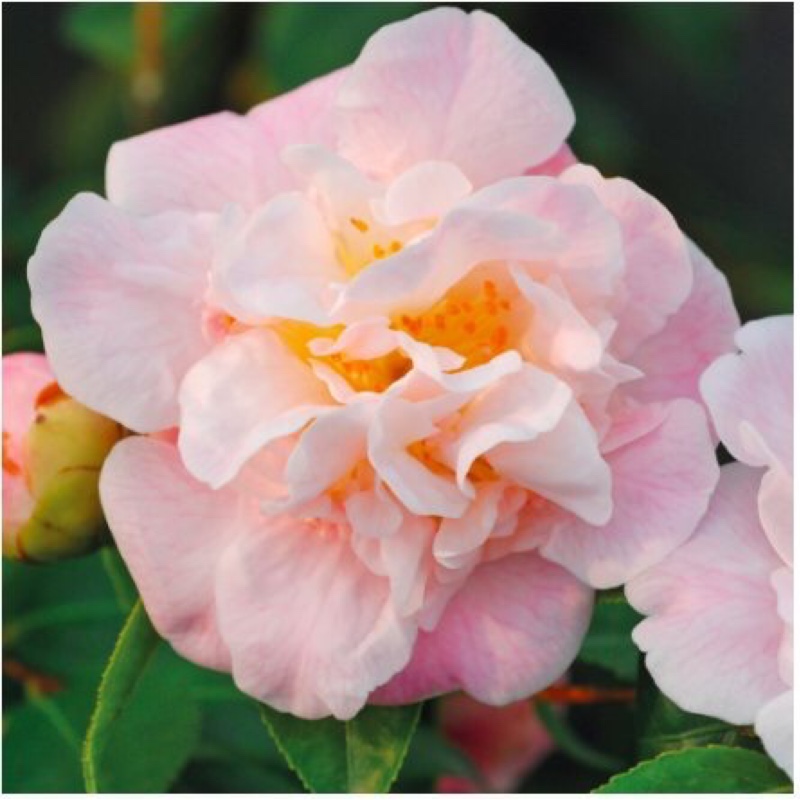 Camellia High Fragrance in the GardenTags plant encyclopedia Camellia High Fragrance in the GardenTags plant encyclopedia