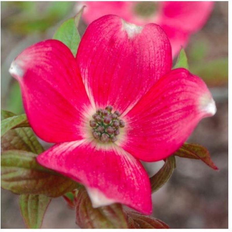 Cornus florida Cherokee Chief syn. Royal Red in the GardenTags plant encyclopedia Cornus florida Royal Red in the GardenTags plant encyclopedia