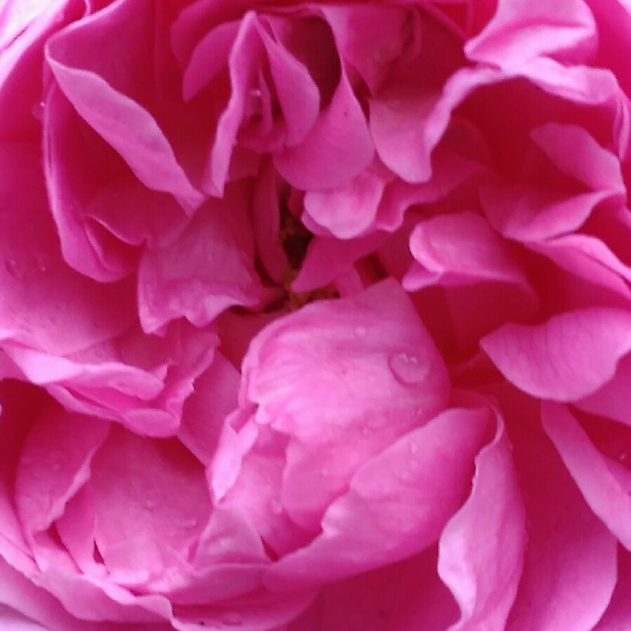 Rose Pink Abundance (Floribunda) in the GardenTags plant encyclopedia