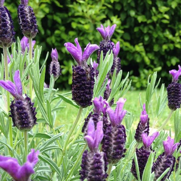 Lavandula stoechas, Lavender (Species) Lavender stoechas in GardenTags ...