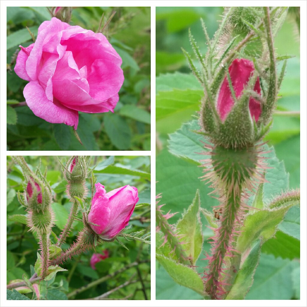 Rosa pomifera Duplex in the GardenTags plant encyclopedia Rose pomifera Duplex in the GardenTags plant encyclopedia