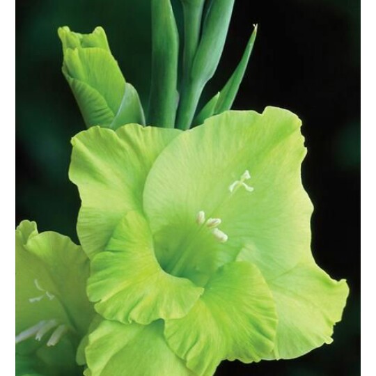 Gladiolus Green Star in the GardenTags plant encyclopedia Gladioli Green Star (Large-flowered) in the GardenTags plant encyclopedia