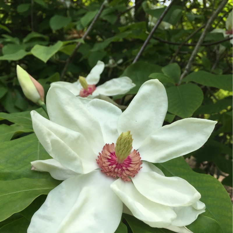 Magnolia sieboldii in the GardenTags plant encyclopedia Siebolds Magnolia in the GardenTags plant encyclopedia