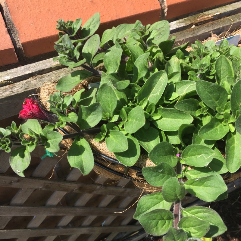 Trailing Petunia Hot red in the GardenTags plant encyclopedia