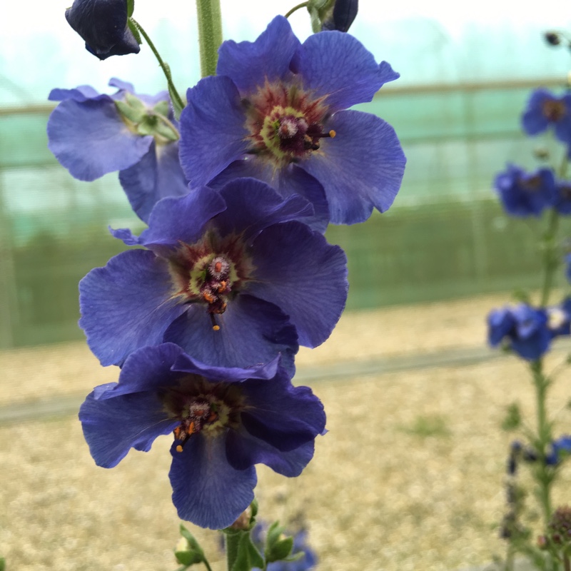 Verbascum Blue Lagoon in the GardenTags plant encyclopedia Mullein Blue Lagoon in the GardenTags plant encyclopedia