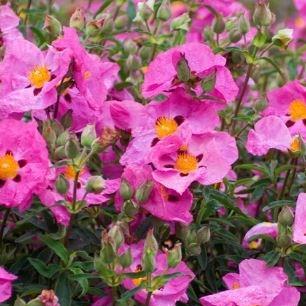 Cistus x purpureus Betty Taudevin in the GardenTags plant encyclopedia Rock Rose Betty Taudevin in the GardenTags plant encyclopedia