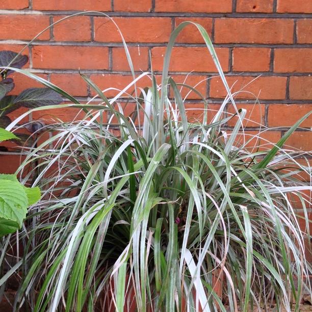 Astelia Banksii in the GardenTags plant encyclopedia Astelia in the GardenTags plant encyclopedia