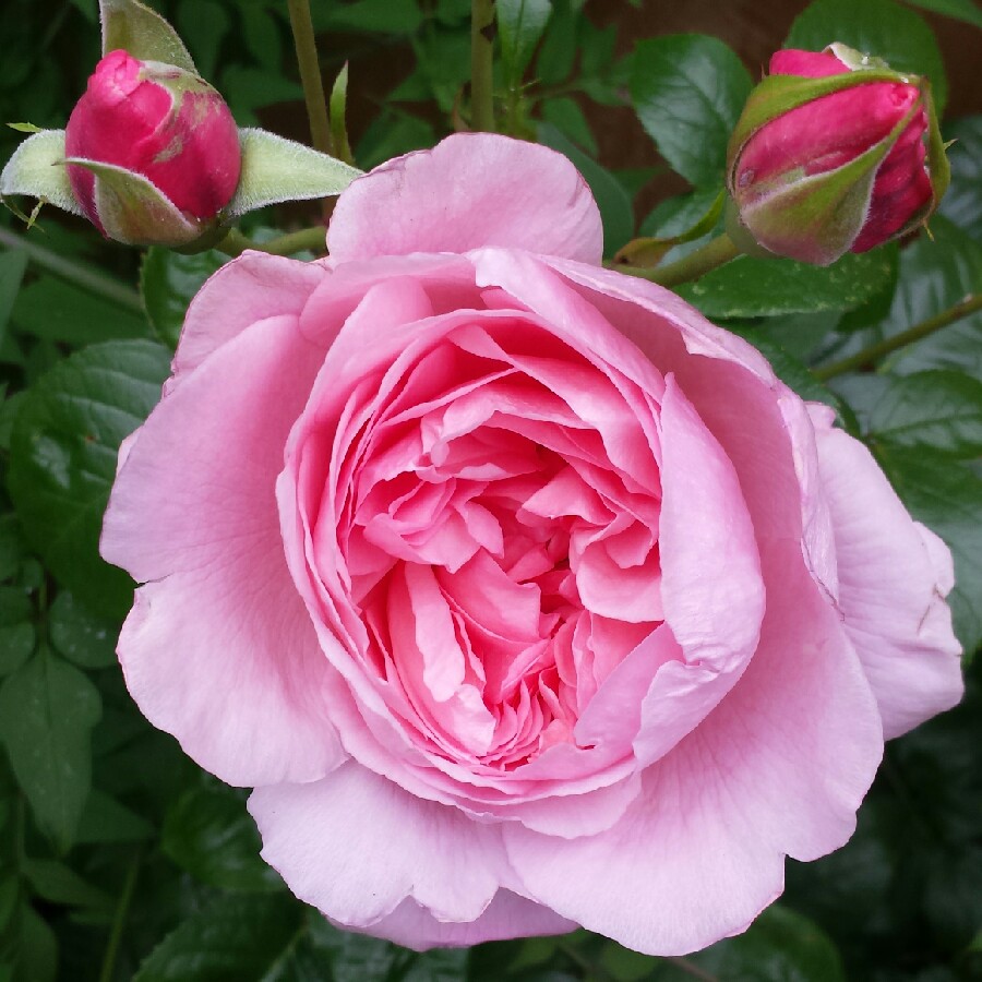 Rosa Ausrimini syn. Rosa Strawberry Hill in the GardenTags plant encyclopedia Rose Strawberry Hill (Shrub) in the GardenTags plant encyclopedia