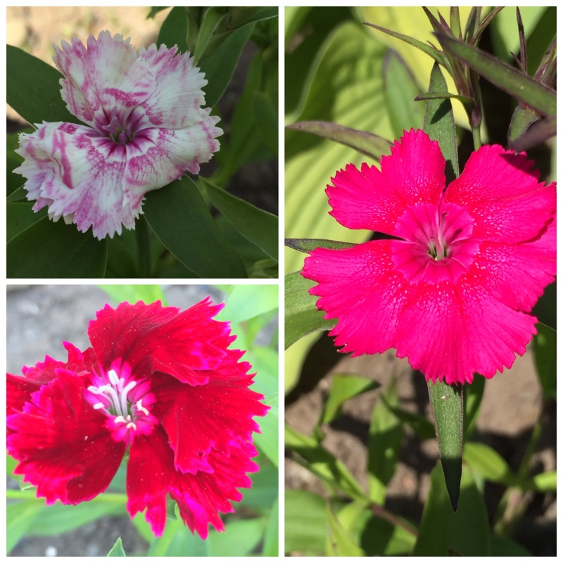 Dianthus Festival Series in the GardenTags plant encyclopedia Pink Festival Series in the GardenTags plant encyclopedia