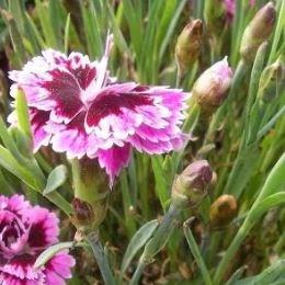 Dianthus EverLast Lilac Eye in the GardenTags plant encyclopedia Pink Lilac Eye in the GardenTags plant encyclopedia
