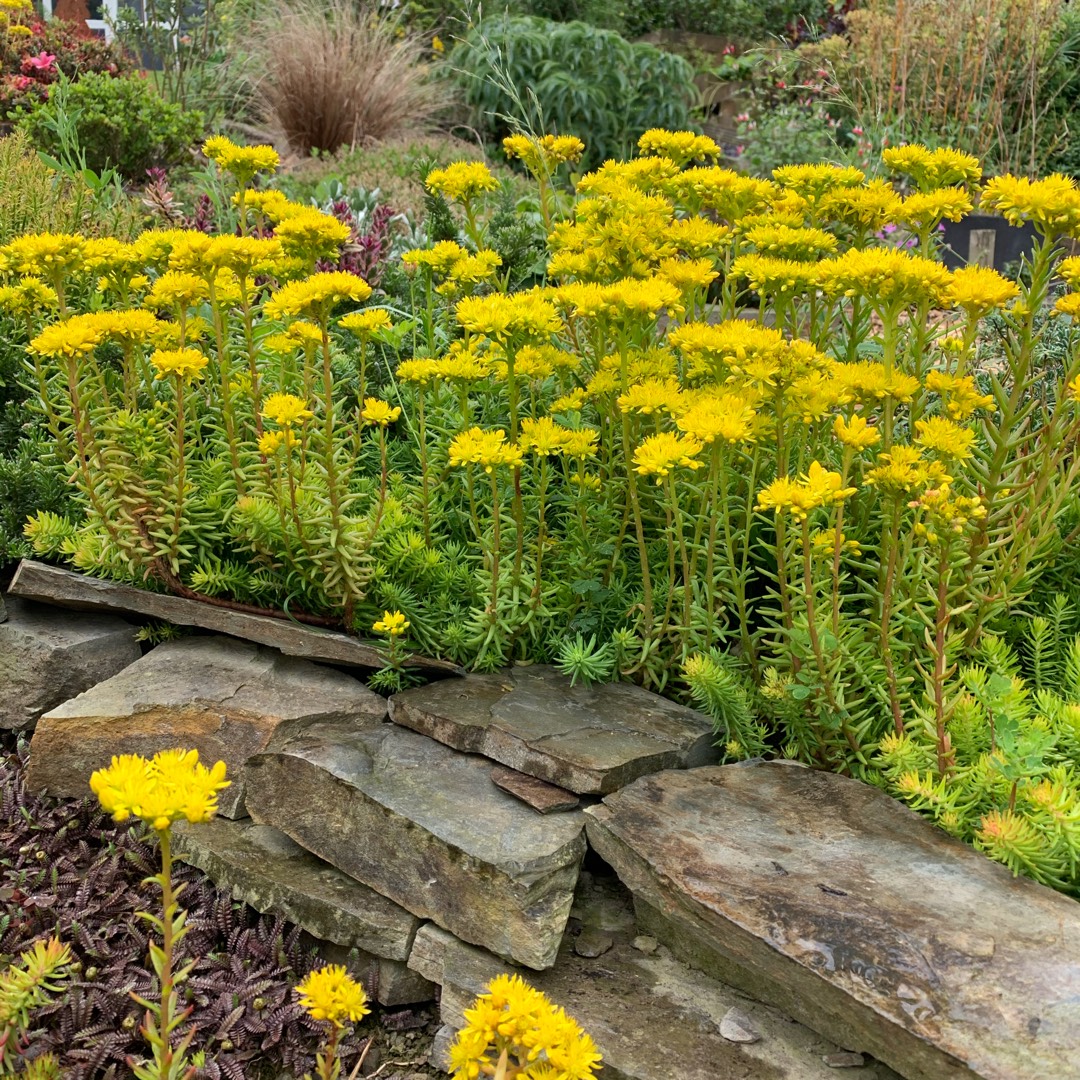 Sedum Rupestre Angelina in the GardenTags plant encyclopedia