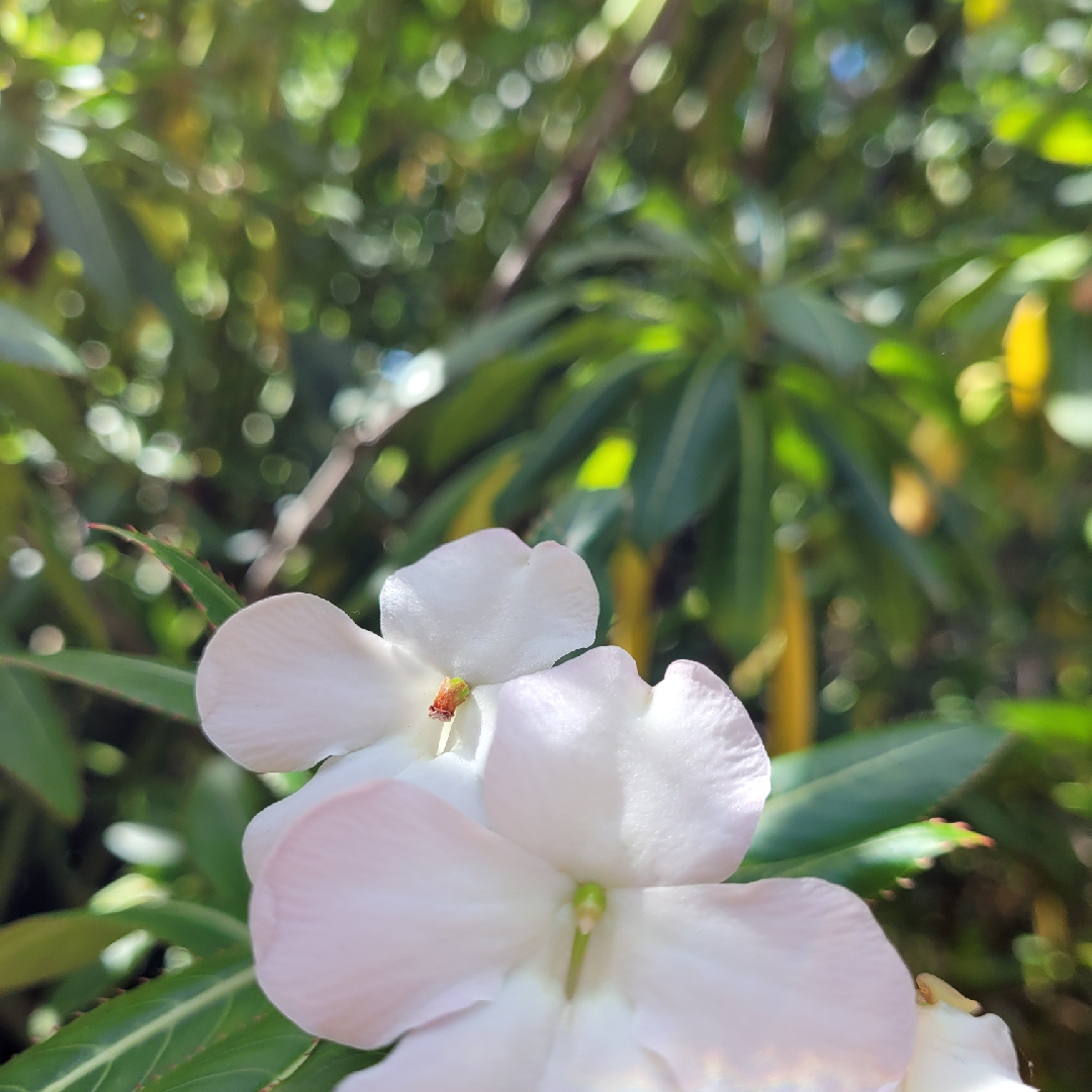 Impatiens sodenii in the GardenTags plant encyclopedia Poor Mans Rhododendron in the GardenTags plant encyclopedia