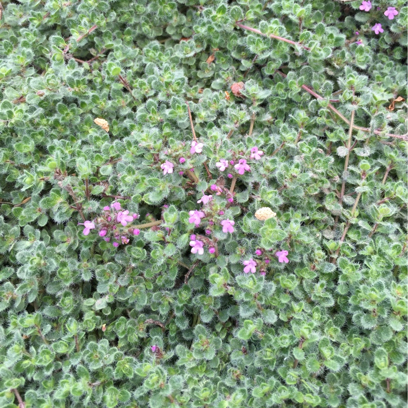 Woolly Thyme in the GardenTags plant encyclopedia