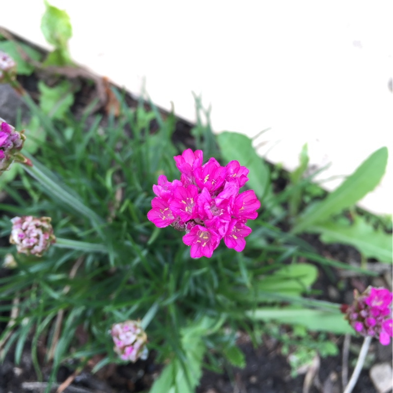 Armeria pseudarmeria Ballerina Pink in the GardenTags plant encyclopedia Great Thrift Ballerina Pink in the GardenTags plant encyclopedia