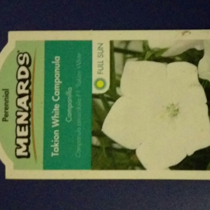 Campanula persicifolia Takion White (Takion Series) in the GardenTags plant encyclopedia Bell Flower Takion White in the GardenTags plant encyclopedia