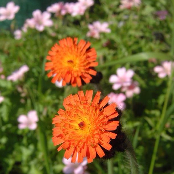 Pilosella aurantiaca Fox and cubs in GardenTags plant encyclopedia