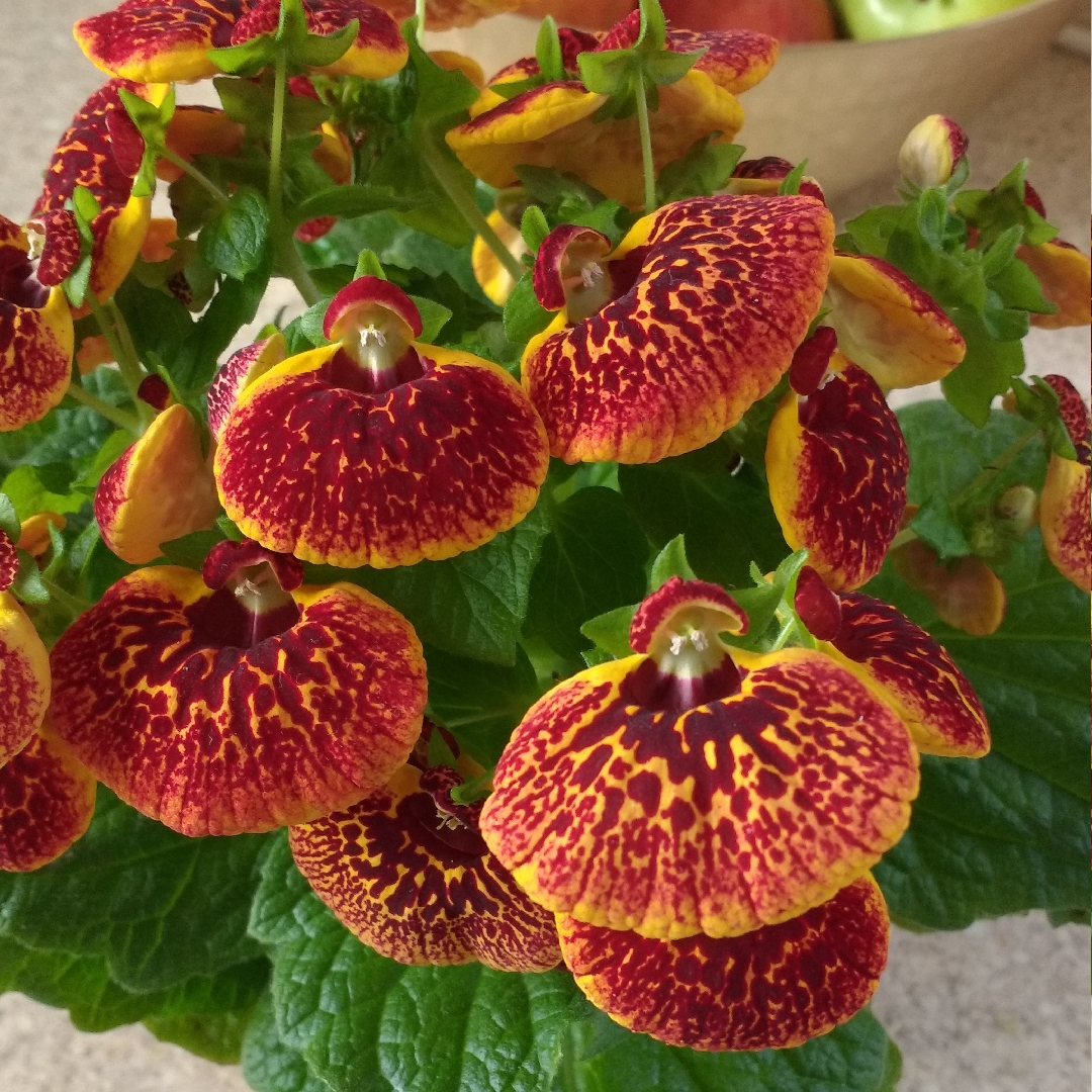 Growing Calceolaria - Lady's Purse Flower @Happy.Gardening #Calceolaria # flowers #plants - YouTube