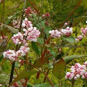 Persicaria campanulata Madame Jigard in the GardenTags plant encyclopedia Lesser Knotweed in the GardenTags plant encyclopedia