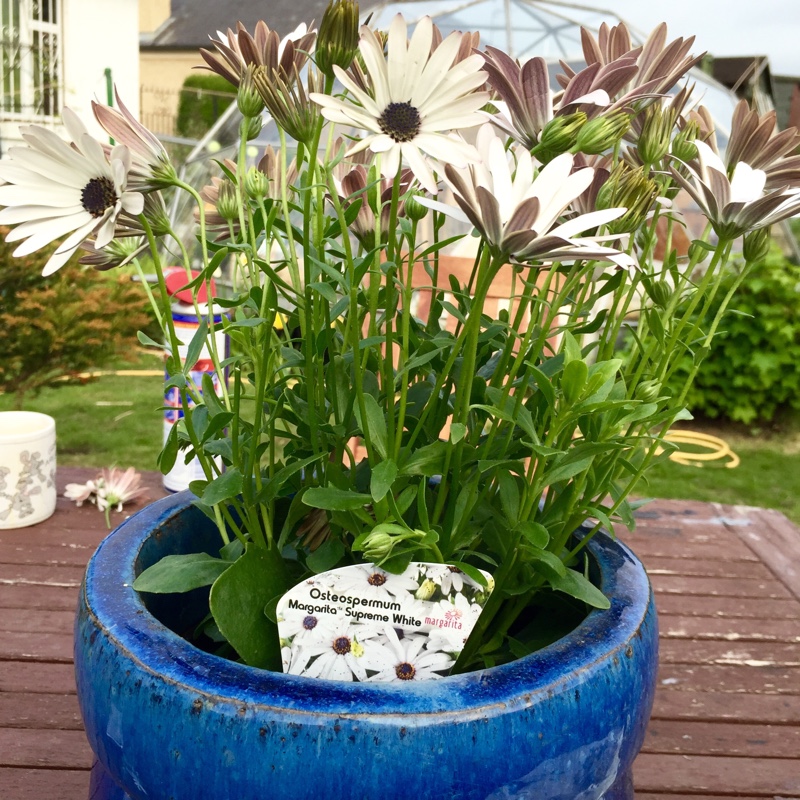 Osteospermum Marguerite White in the GardenTags plant encyclopedia African daisy Marguerite White in the GardenTags plant encyclopedia