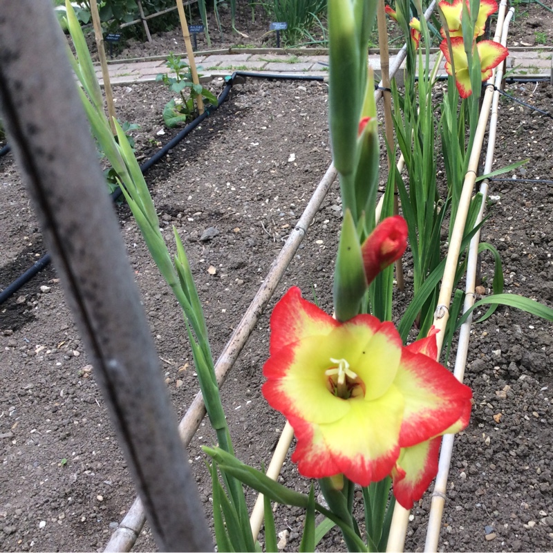 Gladiolus Las Vegas in the GardenTags plant encyclopedia Gladioli Las Vegas (Primulinus) in the GardenTags plant encyclopedia