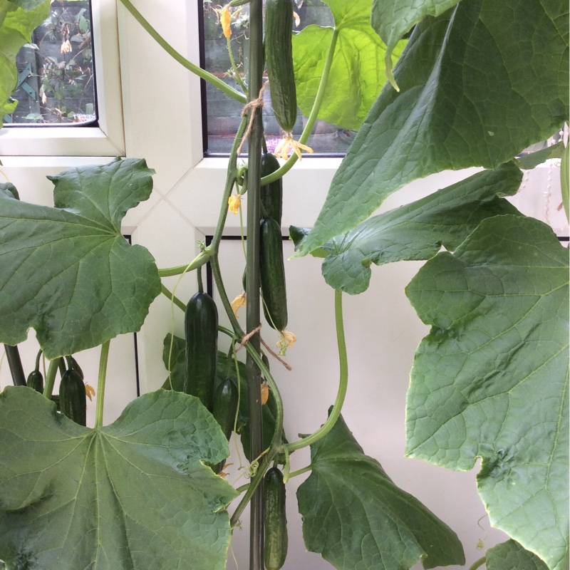 Cucumis Sativus Socrates F1 in the GardenTags plant encyclopedia Cucumber Socrates F1 in the GardenTags plant encyclopedia