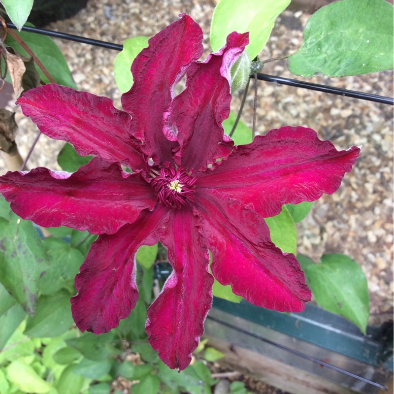 Clematis Stasik in the GardenTags plant encyclopedia Clematis Stasik in the GardenTags plant encyclopedia