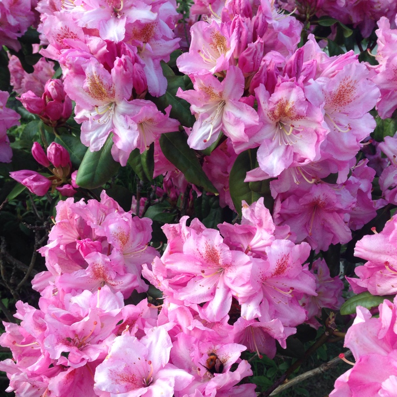 Rhododendron Mrs G W Leak in the GardenTags plant encyclopedia Rhododendron Mrs G W Leak in the GardenTags plant encyclopedia