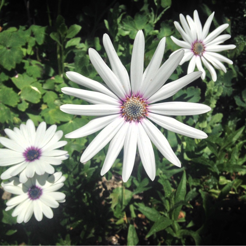 Osteospermum White Pim in the GardenTags plant encyclopedia African daisy White Pim in the GardenTags plant encyclopedia