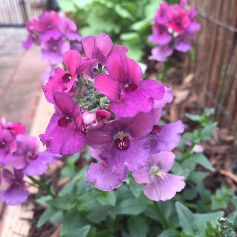Nemesia Framboise in the GardenTags plant encyclopedia Nemesia Framboise in the GardenTags plant encyclopedia
