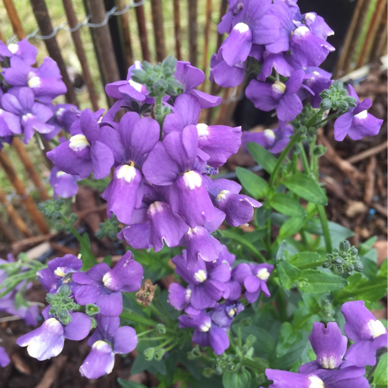Nemesia Fleurie Blue in the GardenTags plant encyclopedia Nemesia Fleurie Blue in the GardenTags plant encyclopedia