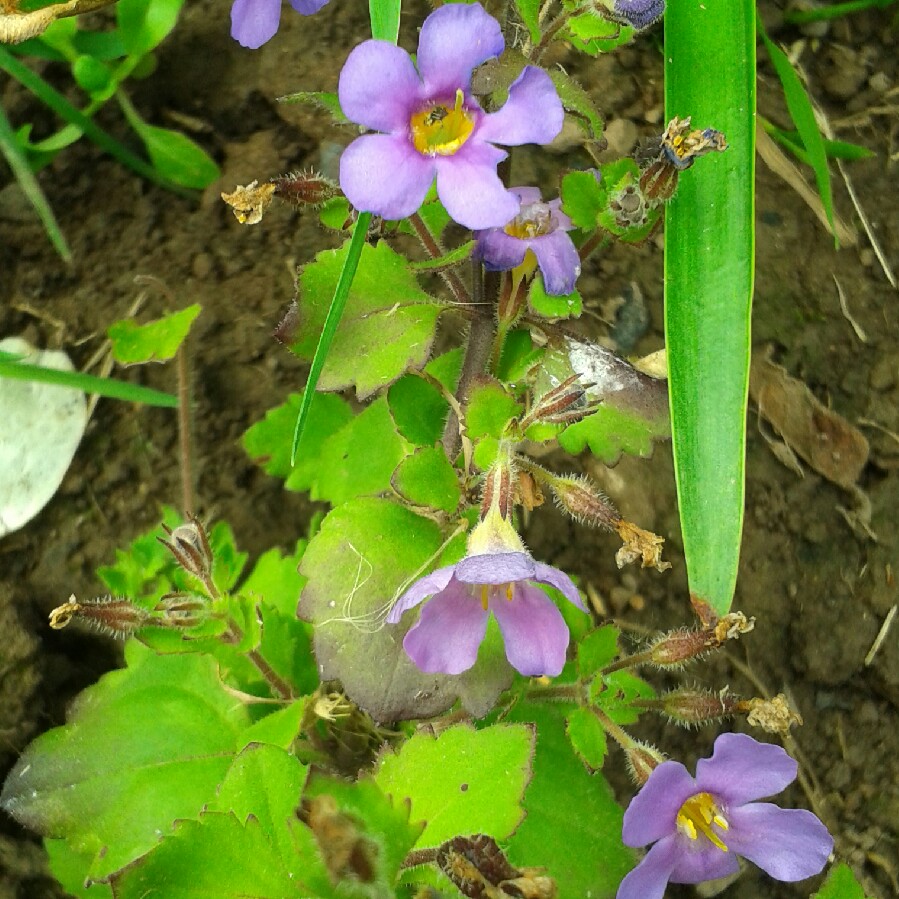 Bacopa scopia Great Regal Blue in the GardenTags plant encyclopedia Bacopa Great Regal Blue in the GardenTags plant encyclopedia