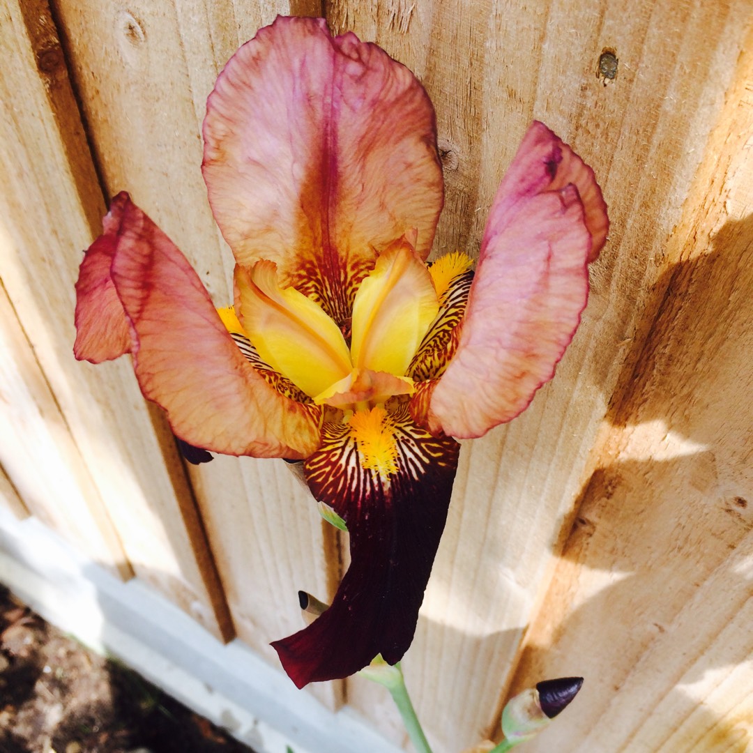 Iris x germanica Chasing Rainbows in the GardenTags plant encyclopedia Bearded Iris Chasing Rainbows (Tall) in the GardenTags plant encyclopedia